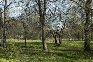 des arbres dans parc. les plantes dans été. vert bosquet. photo