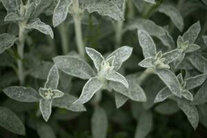 jardin plante. les plantes sans pour autant fleurs. détails de la nature. vert tiges. photo