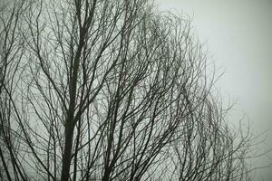 arbre contre gris ciel. arbre sans pour autant feuilles. noir branches. photo