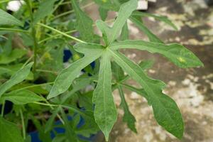 Abelmoschus manihot feuilles dans indonésien il est appelé gedi feuille ou pepaya japonais, le feuilles ressembler Papaye feuilles et avoir beaucoup santé avantages et sont souvent utilisé comme traditionnel à base de plantes médicament photo