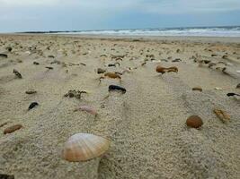coquilles et des pierres le plage à le nord mer dans blavand Danemark photo