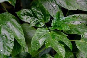 vert sauvage Papaye des fruits dans le jungle photo