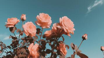 rose des roses contre une ciel Contexte. génératif ai photo