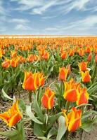 Pays-Bas coloré paysage et fleurs photo