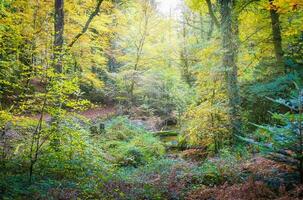 forêt la nature gros bouc dans l'automne photo