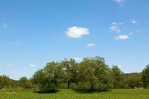 vert la nature dans printemps saison photo