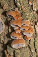 le marron et poilu entonnoir formes de le Jeune gelée oreille champignon. photo