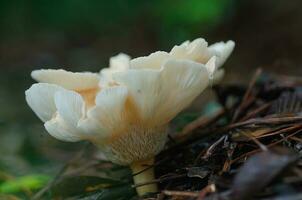 une magnifique blanc champignon avec distinctif branchies croissance dans une des bois dans est Texas. photo