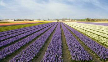 Pays-Bas coloré paysage et fleurs photo