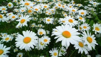 belles fleurs colorées photo