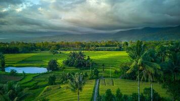 magnifique Matin vue Indonésie. panorama paysage paddy des champs avec beauté Couleur et ciel Naturel lumière photo