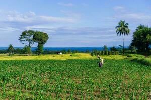 bengkulu, Indonésie, 2023 - village la vie avec Les agriculteurs travail dans le riz des champs photo