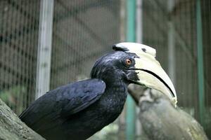 bucerotiformes des oiseaux dans le zoo photo