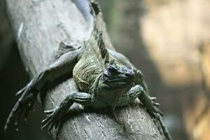 iguane dans le zoo avec animal thème photo