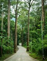 longue route voyages par villages dans rural Thaïlande par les forêts, grand des arbres et montagnes sur pluvieux jours, parfait pour conduite chiang tao, chiang Mai. photo