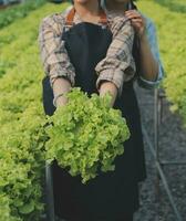 femme jardinier inspecte qualité de vert chêne salade dans serre jardinage. femelle asiatique horticulture agriculteur cultiver en bonne santé nutrition biologique salade des légumes dans hydroponique secteur agroalimentaire cultiver. photo