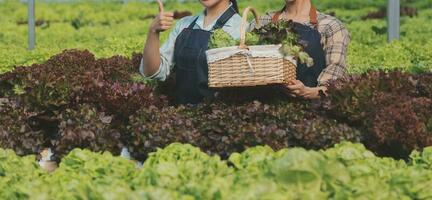 agriculteur cultiver en bonne santé nutrition biologique salade des légumes dans hydroponique secteur agroalimentaire cultiver. photo