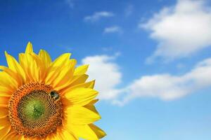 champ de tournesols en fleurs sur fond de ciel bleu photo