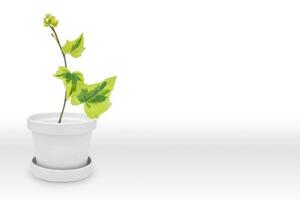 vert hera plante sur blanc pot vase, isolé sur blanc photo