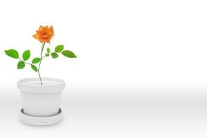 magnifique Rose plante sur vase pot isolé sur blanc photo