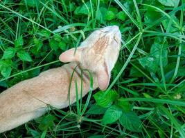 une chat qui a été dans une buisson avec beaucoup de mauvaises herbes à manger herbe photo