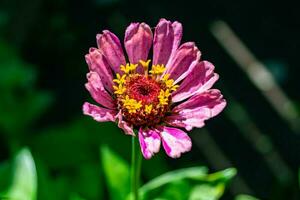 belle fleur sauvage zinnia elegans sur fond de prairie photo