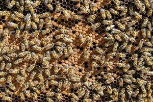 la structure hexagonale abstraite est en nid d'abeille de la ruche d'abeilles remplie photo