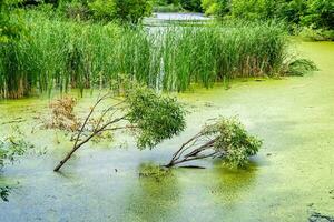 beau roseau des marais d'herbe poussant sur le réservoir du rivage dans la campagne photo