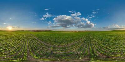 sphérique 360 hdri panorama parmi agriculture champ avec des nuages et Soleil sur soir bleu ciel dans équirectangulaire sans couture projection, comme ciel remplacement dans drone panoramiques, Jeu développement photo
