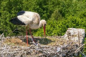 une cigogne trappes ses poussins dans nid sur Haut de grand vieux brique cheminée photo