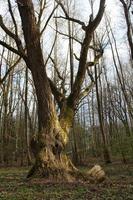 Bel arbre vintage ramifié dans les rayons du soleil dans la forêt de printemps recouverte de mousse