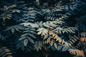 beau vert arbre branches en dessous de printemps pluie concept photo. photo