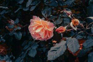 proche en haut Rose fleur bourgeons en dessous de pluie concept photo. photo