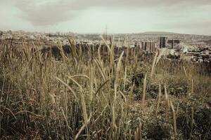 blé champ - oreilles de d'or blé fermer photo. paysage urbain dans une journée temps voir. photo