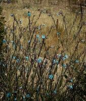 petit bleu lin fleur fleurs sur sauvage champ concept photo. photo