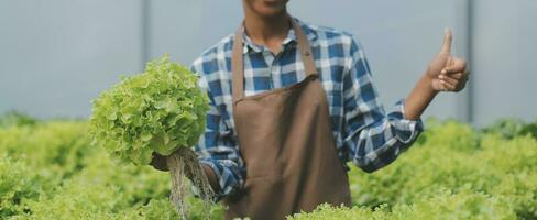 Jeune asiatique femme et Sénior homme agriculteur travail ensemble dans biologique hydroponique salade légume cultiver. moderne légume jardin propriétaire en utilisant numérique tablette inspecter qualité de salade dans serre jardin. photo