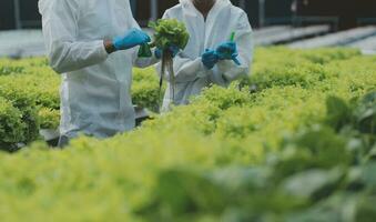 biologique ferme ,ouvrier essai et collecte environnement Les données de bok choy biologique légume à serre ferme jardin. photo