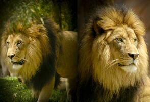 avec le sien intense regard, cette majestueux Masculin africain Lion roi, une redoutable prédateur, chasses le prairie. photo