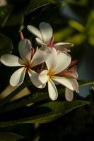 plumeria fleurs dans une grappe sur une plumeria arbre dans Hawaii. photo