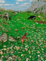 chien avec une vache pâturage sur le herbe photo