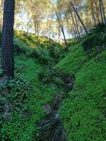 découvrir le parfait roulant vert herbe pour une Stupéfiant Montagne photo