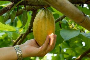 une cacao agriculteur détient le cacao fruit dans le sien main à vérifier le qualité de le produire. doux et sélectif se concentrer. photo