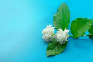 arabe jasmin fleur bouquet sur une bleu Contexte. Thaïlande, nous avoir jasmin comme une symbole de de la mère journée. de bon augure fleur parfumé et pur blanc comme une de la mère l'amour pour sa enfant. photo