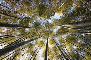 Forêt de bambous d'Arashiyama à Kyoto au Japon