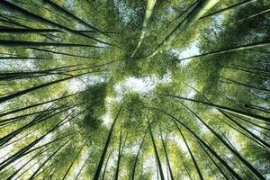 Forêt de bambous d'Arashiyama à Kyoto au Japon