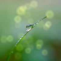 tomber sur l'herbe verte au printemps photo