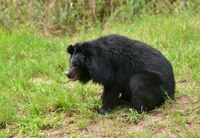 ours noir asiatique photo