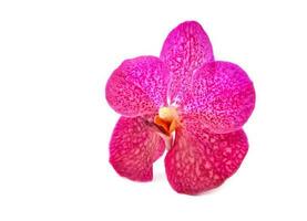 magnifique épanouissement orchidée isolé photo