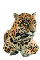 jaguar panthera onca isolé photo