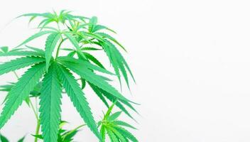 marijuana plante feuilles sur blanc Contexte photo